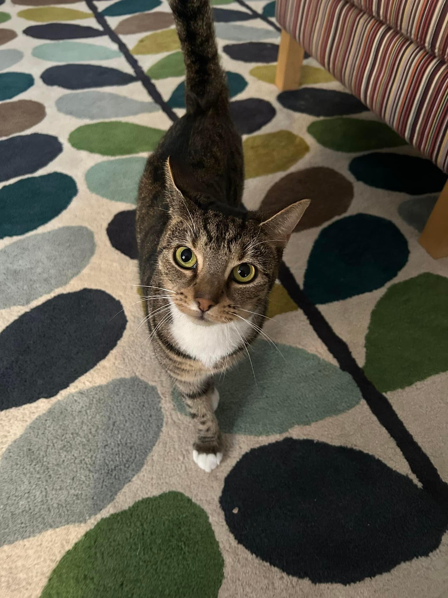 Happy pet (placeholder)